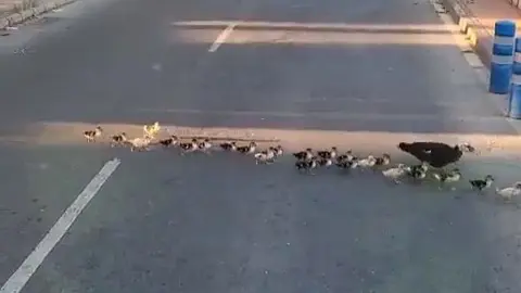 Patos cruzando la Calle Torre de la Marquesa de Murcia (foto: @aTmurcia/@mucsostenible)