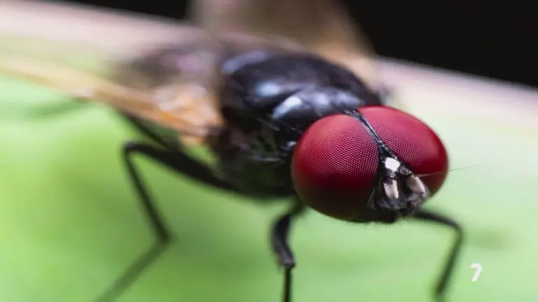 mosca negra