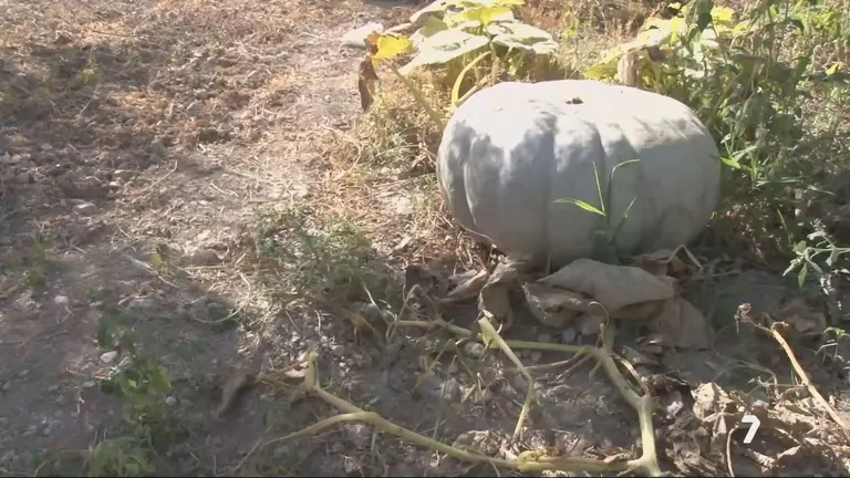 Calabaza gigante en Caravaca