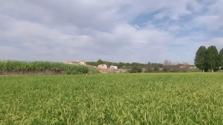 Arrozal en Calasparra (foto: La 7)