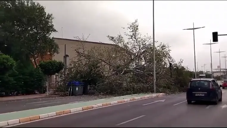 Un &aacute;rbol de grandes dimensiones obstaculiza uno de los sentidos de la calzada de la Avenida Jorge Juan de Cartagena (foto: La 7)