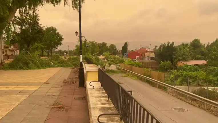 &Aacute;rbol ca&iacute;do en el Paseo del Malec&oacute;n de Murcia (foto: La 7)