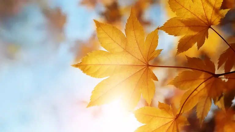 &iquest;Qu&eacute; trae de nuevo el oto&ntilde;o?