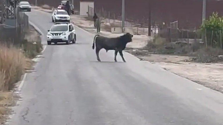 Toros sueltos en Las Torres de Cotillas