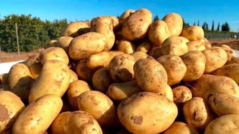 Patatas de Cartagena (foto: Agencias)