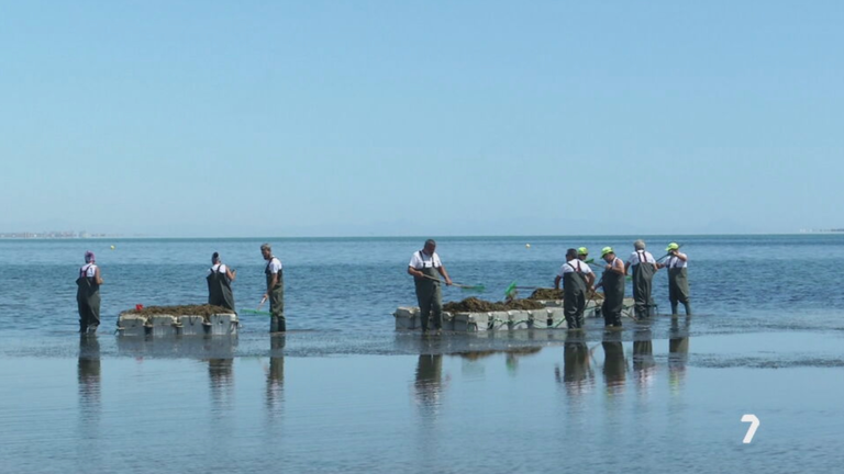 Retirada de ova en el Mar Menor