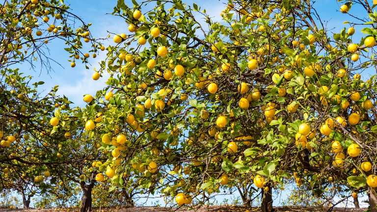 Limoneros en la Regi&oacute;n de Murcia