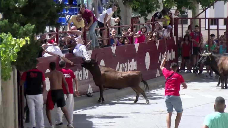 Un hombre recibe tres cornadas en el primer encierro de Moratalla (foto: Moratalla Televisi&oacute;n)