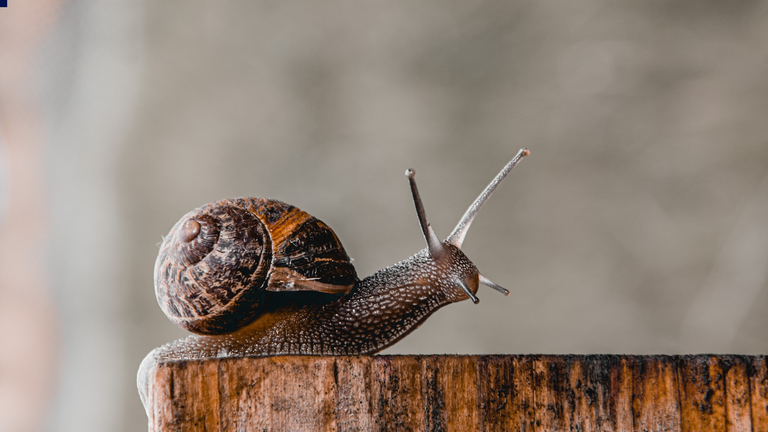 Caracol: El ej&eacute;rcito invisible que reina en la Regi&oacute;n tras la lluvia (y desaf&iacute;a la sequ&iacute;a)