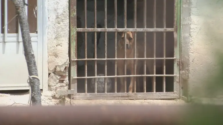 Denuncian las "p&eacute;simas" condiciones en las que se encuentra un perro en una finca de Molina de Segura (foto: La 7)