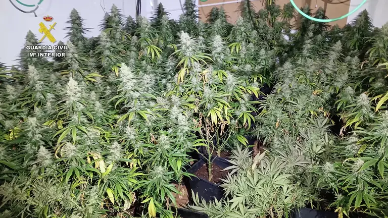 Desmantelado en San Javier un grupo delictivo dedicado al cultivo masivo de marihuana (foto: GC)