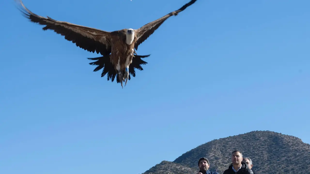 L&oacute;pez Miras libera dos ejemplares de buitre leonado en la sierra caravaque&ntilde;a de Mojantes