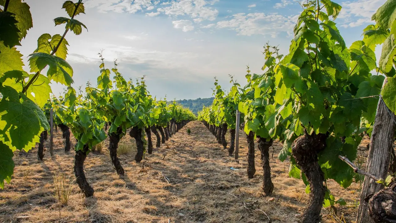 Vi&ntilde;edos en Jumilla