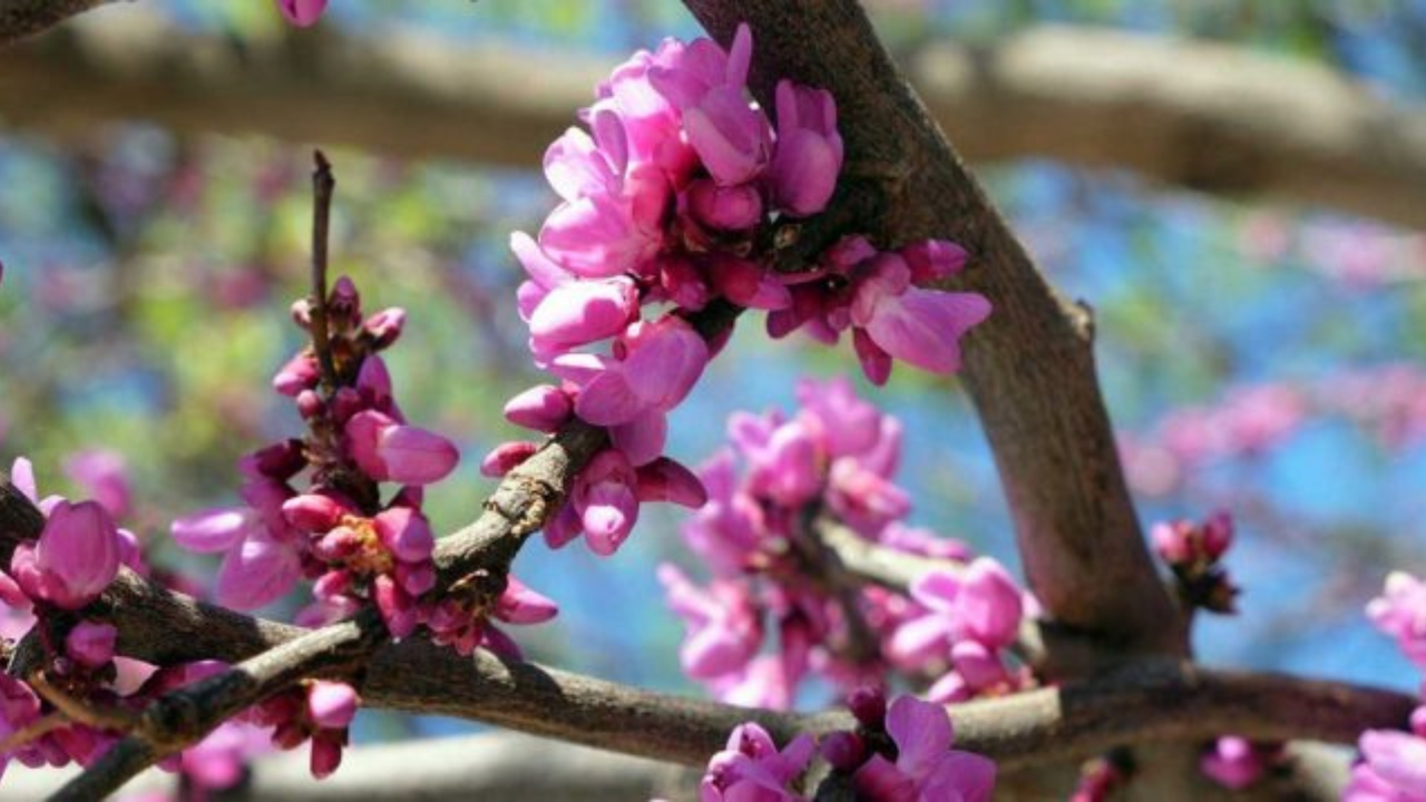 El '&aacute;rbol del amor' de Bullas ya est&aacute; en flor