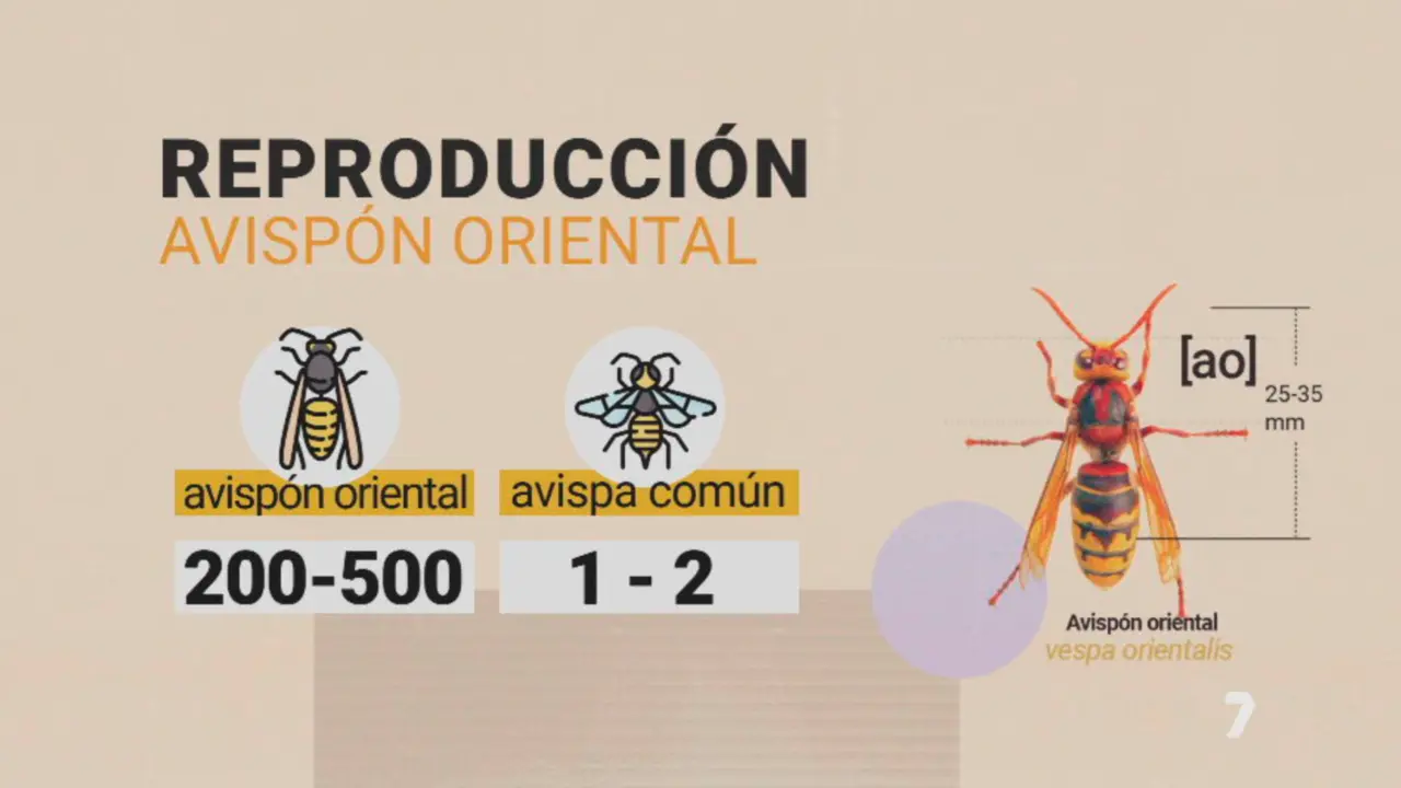 Alerta en la Regi&oacute;n de Murcia por la llegada del avisp&oacute;n oriental, una especie invasora de alto riesgo ambiental
