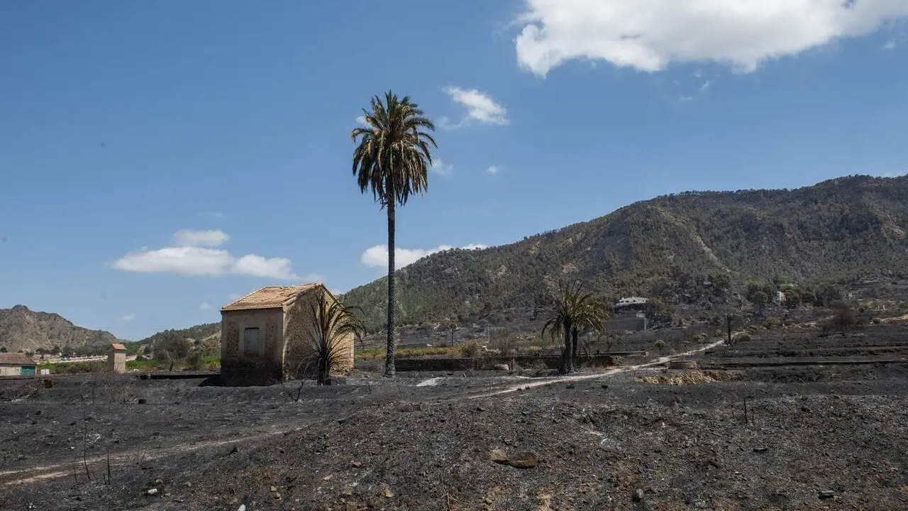 Zona calcinada en el incendio de Los Garres