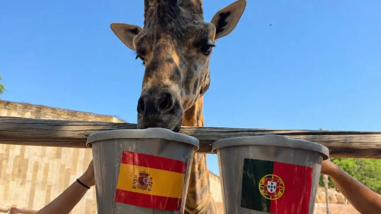 Fali, la jirafa de Terra Natura Murcia, predice los resultados de los partidos de Espa&ntilde;a en el Mundial