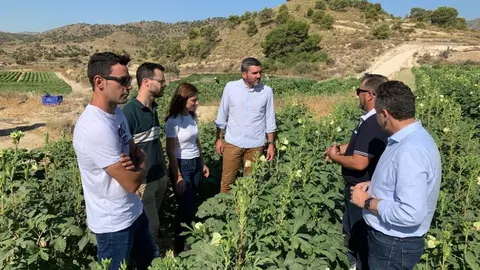 El consejero de Agricultura, Antonio Luengo, visita en Abanilla la finca de Tropical Exports Gil para conocer las tareas de recolecci&oacute;n de la oktra