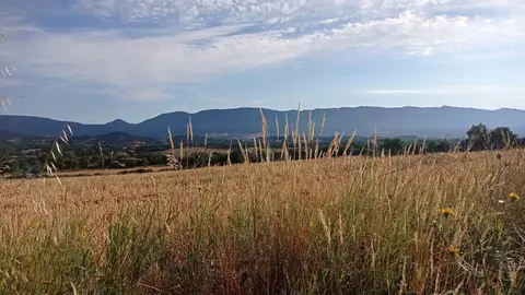 Foto de archivo de un campo de trigo | FOTO: LA 7