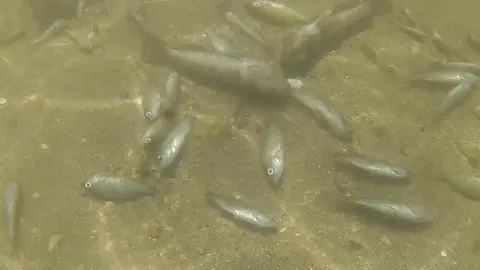 Peces muertos en el Mar Menor (Foto: Ecologistas en Acci&oacute;n)