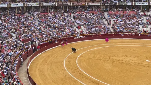 Toros