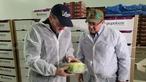 El consejero Antonio Luengo comprobando el env&iacute;o de escarola de la Regi&oacute;n de Murcia con destino Estados Unidos (Foto: CARM)