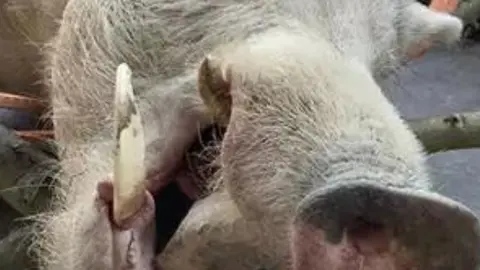 Detalle de la cabeza del jabal&iacute;