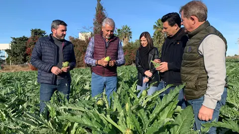 El consejero de Agricultura, Antonio Luengo, visit&oacute; una explotaci&oacute;n de alcachofa en San Javier (Foto: CARM)