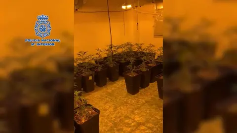 Plantaci&oacute;n de marihuana encontrada en el piso del fallecido (foto: Polic&iacute;a Nacional)