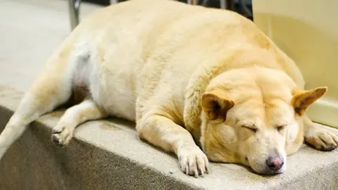 Un perro con sobrepeso
