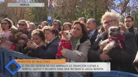 Miles de mascotas reciben la bendici&oacute;n por San Ant&oacute;n