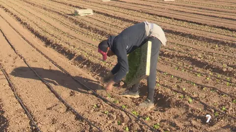 Trabajador en el campo