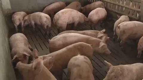 Granja porcina (foto: La 7)