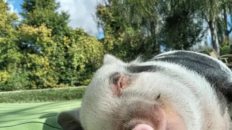 Roma, la cerdita mini pig cuya historia se ha hecho viral en redes sociales (foto: La 7)