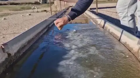 El agua de un abrevadero situado en la pedan&iacute;a caravaque&ntilde;a de La Junquera ha quedado totalmente congelada por las bajas temperaturas (foto: La 7)