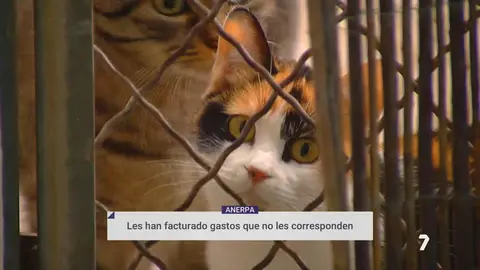 Una protectora de animales de Alguazas, v&iacute;ctima de una ciberestafa