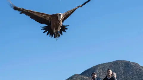 L&oacute;pez Miras libera dos ejemplares de buitre leonado en la sierra caravaque&ntilde;a de Mojantes