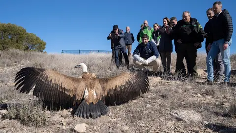 L&oacute;pez Miras libera dos ejemplares de buitre leonado en la sierra caravaque&ntilde;a de Mojantes