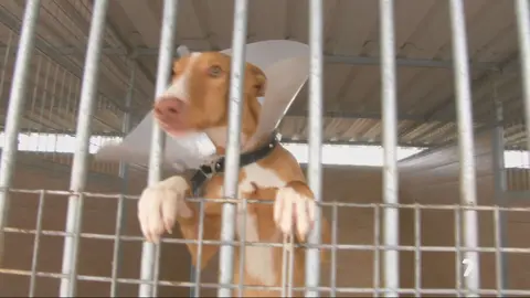 Perro en una perrera