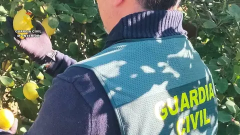 Agente de la Guardia Civil en un campo de limones (foto: Guardia Civil)