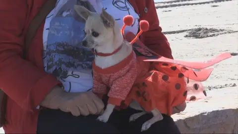 En Los Alc&aacute;zares, en Carnaval se disfrazan... los animales