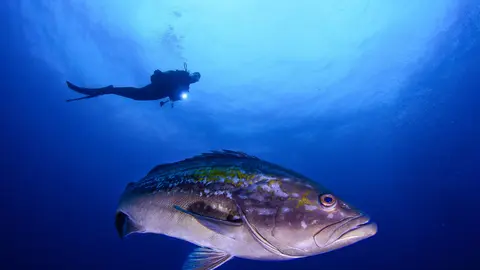En la Regi&oacute;n hay un total de 17 centros de buceo autorizados repartidos por la Costa C&aacute;lida.