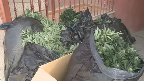 Plantas de cannabis encontradas por la Guardia Civil en Abar&aacute;n (foto: La 7)
