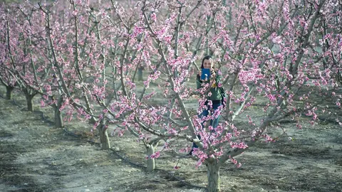 Una mujer se fotograf&iacute;a con los frutales en floraci&oacute;n, a 10 de marzo de 2023, en Cieza (Foto: Javi Carri&oacute;n - Europa Press)