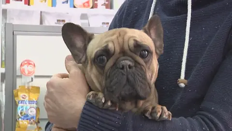 Un perro en una cl&iacute;nica veterinaria (foto: La 7)