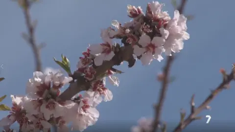 almendros