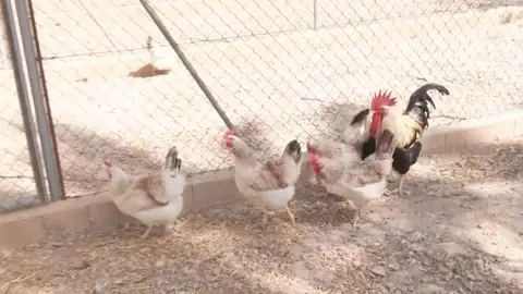 Gallinas murcianas (foto: La 7)