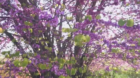 Floraci&oacute;n del &aacute;rbol del amor en la V&iacute;a Verde del Noroeste de la Regi&oacute;n, en Bullas (foto: La 7)
