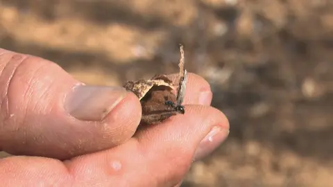 Avispilla del almendro (foto: La 7)