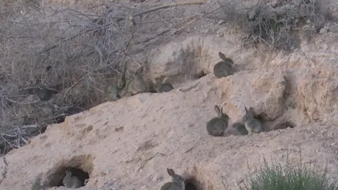 Un grupo de conejos h&iacute;bridos localizados en Yecla (foto: La 7)
